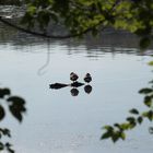 Zwei Männlein stehn im Wasser - auf einem Bein...