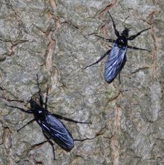 Zwei Märzfliegen-Weibchen auf einem Ahornstamm Ende April