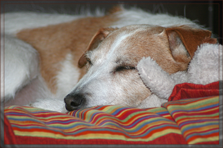 Zwei Mäuse beim Kuscheln