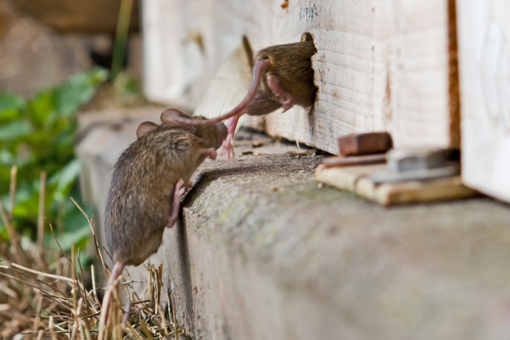 Zwei Mäuse die um ihr Leben rennen