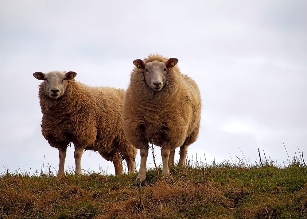 Zwei mahl extra Schaf bitte…;)