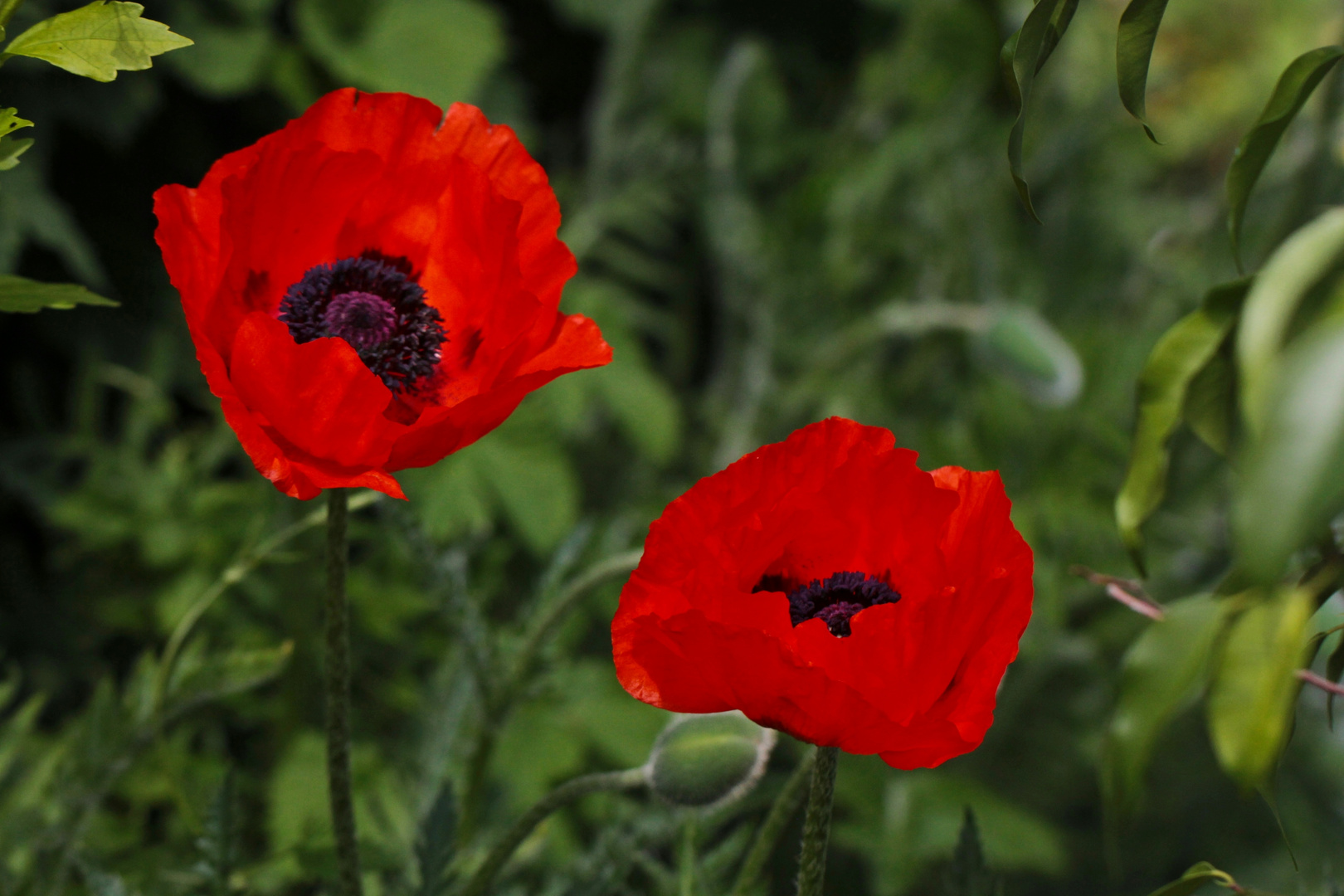 Zwei mal Mohn