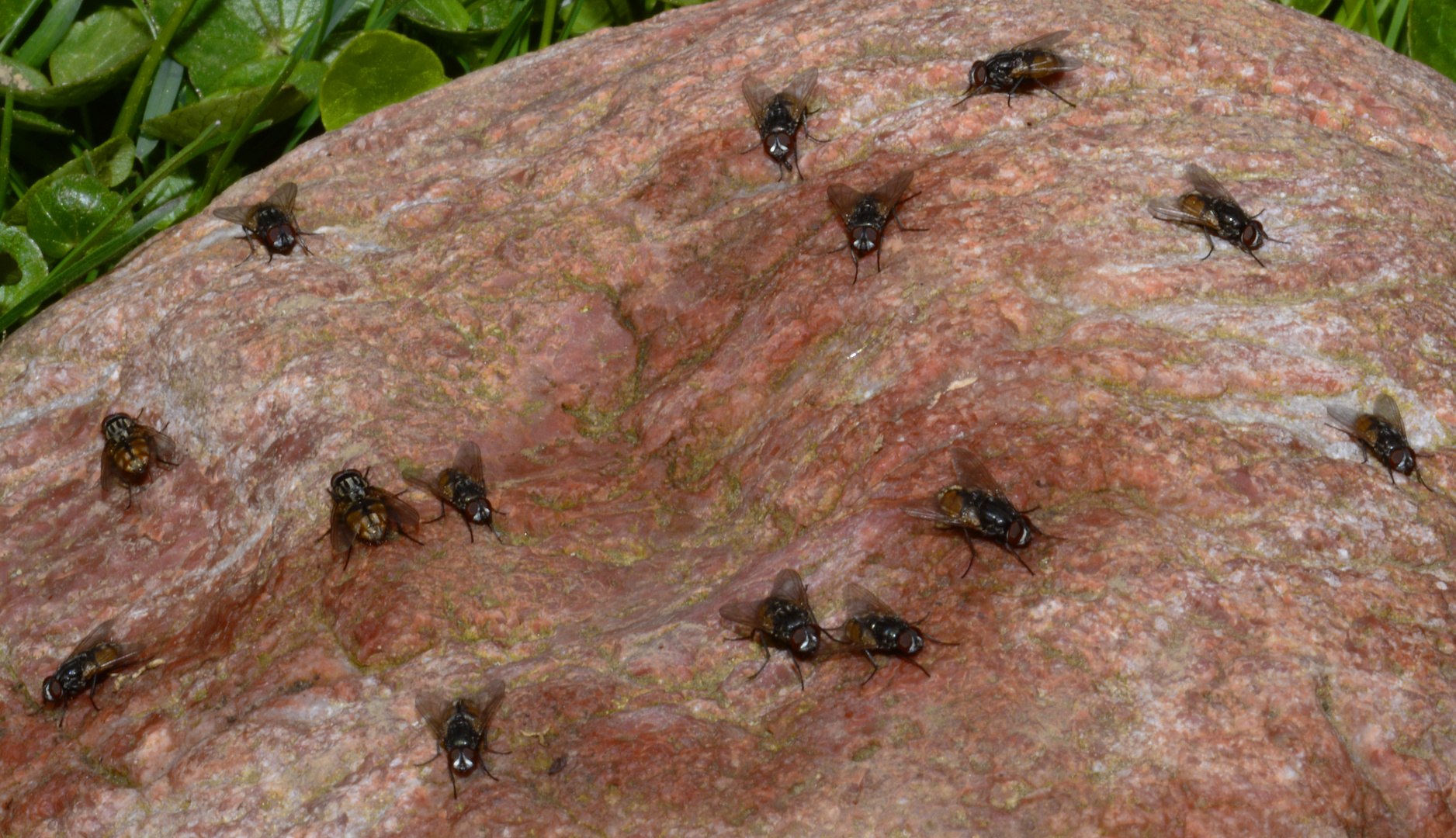 zwei mal "siebene auf einen Streich" auf meinem Fliegenfelsen ...