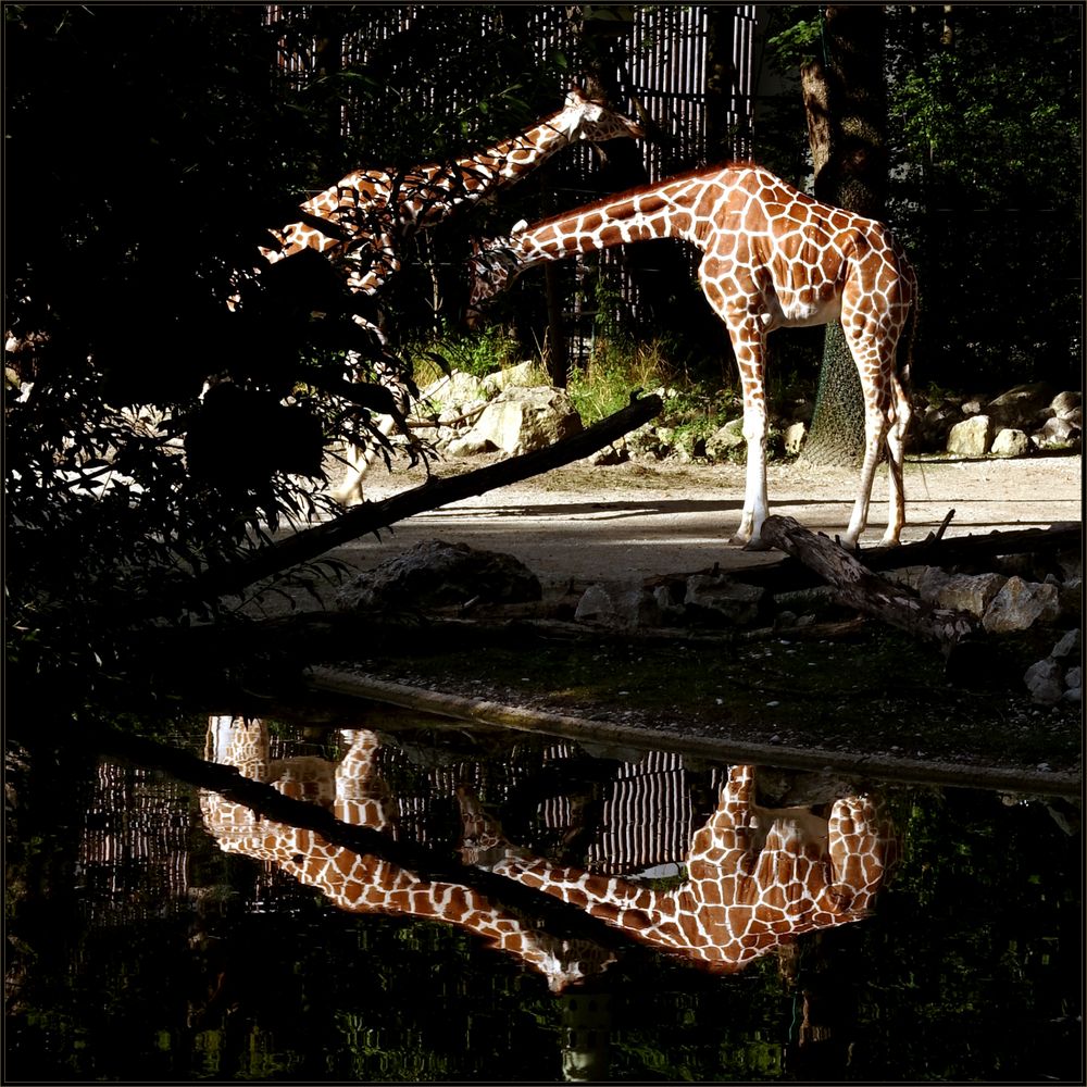 Zwei mal zwei ist vier Foto & Bild münchen, wasser, natur Bilder