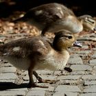 Zwei Mandarinenten- Küken