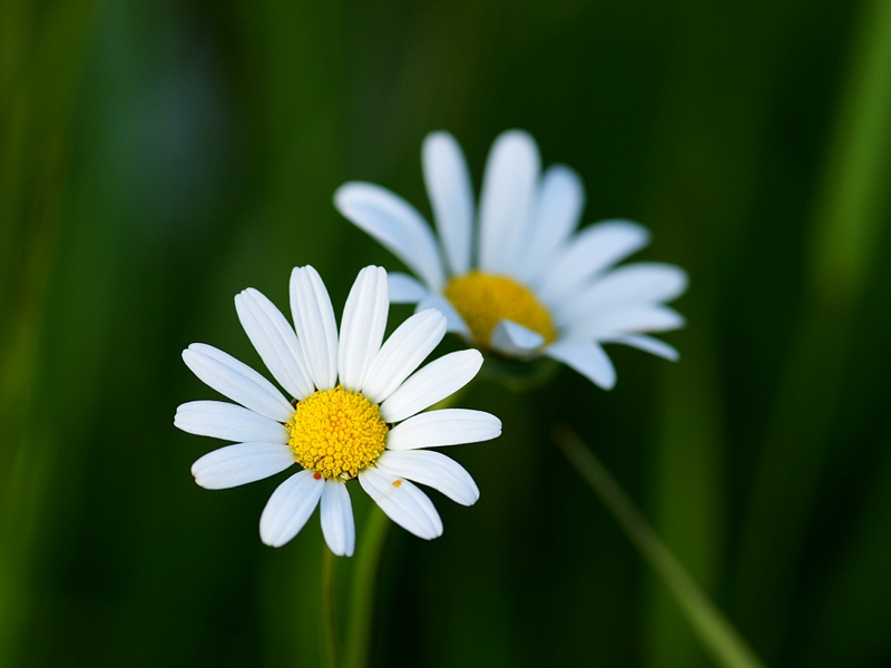 Zwei Margeriten