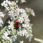 Zwei Marienkäfer mögen sich sehr gerne