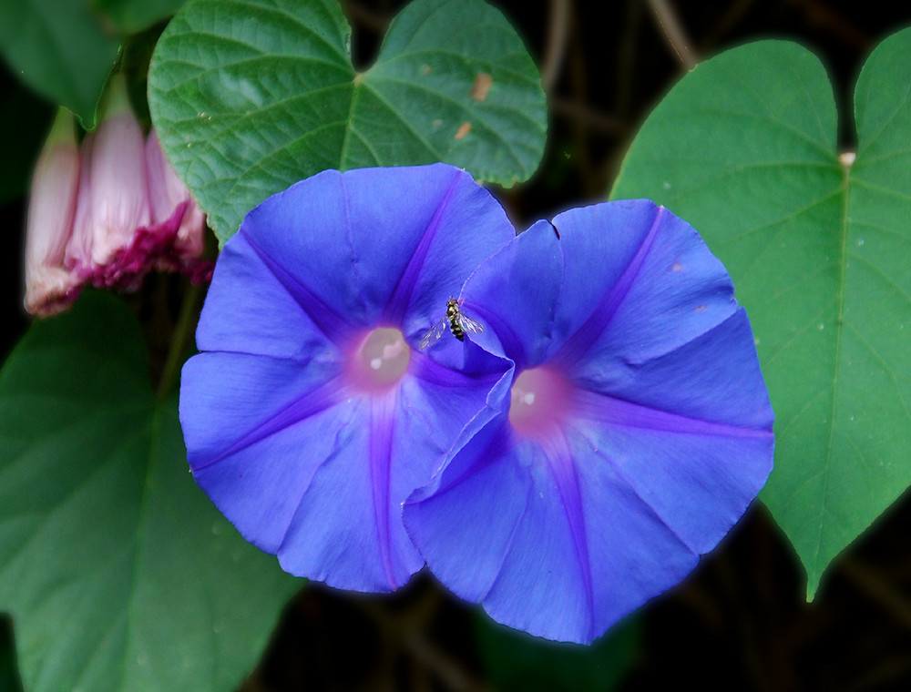 zwei meiner blauen Mauerblümchen