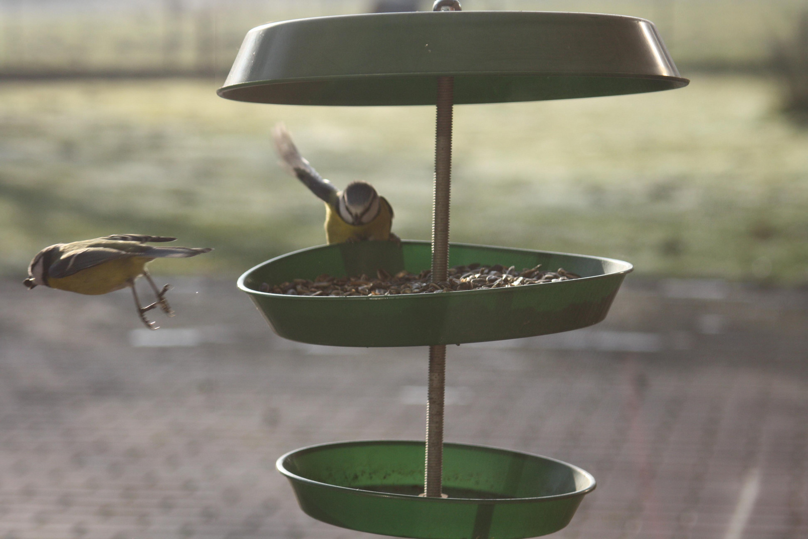 Zwei Meisen trafen sich am "À-la-Carte"-Vogelhäuschen.