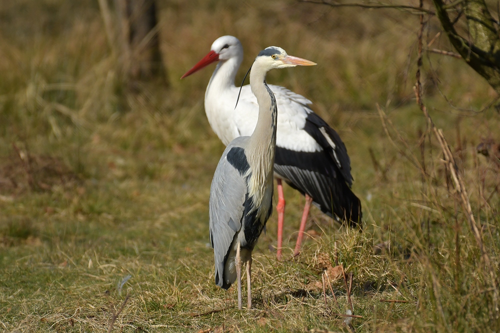 Zwei mit einem Klick: Graureiher und Weißstorch