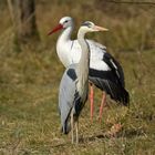 Zwei mit einem Klick: Graureiher und Weißstorch