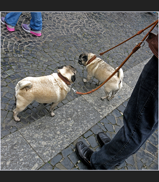 Zwei Möpse und die schrillen Schuhe