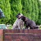 Zwei Möpse und ein Windhund