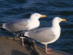 Zwei Möwen am Bootsanleger