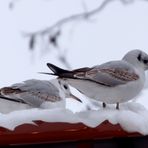 Zwei Möwen auf Futtersuche