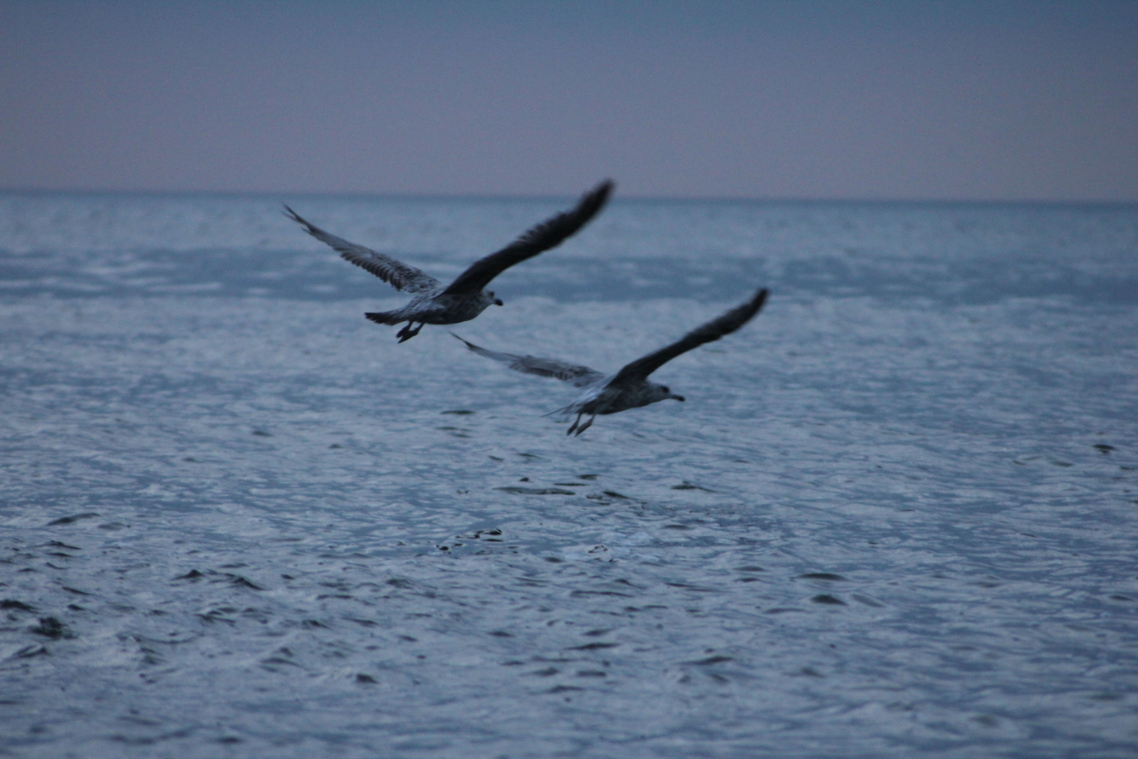 Zwei Möwen fliegen in der Dämmerung über das Wasser davon