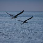 Zwei Möwen fliegen in der Dämmerung über das Wasser davon