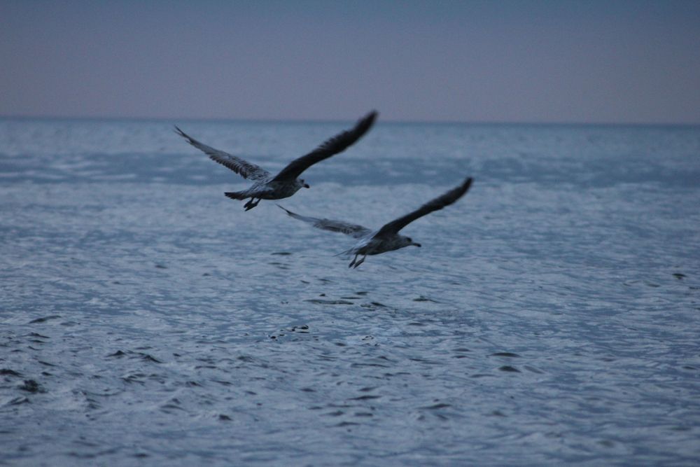 Zwei Möwen fliegen in der Dämmerung über das Wasser davon