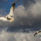 Zwei Möwen im Flug