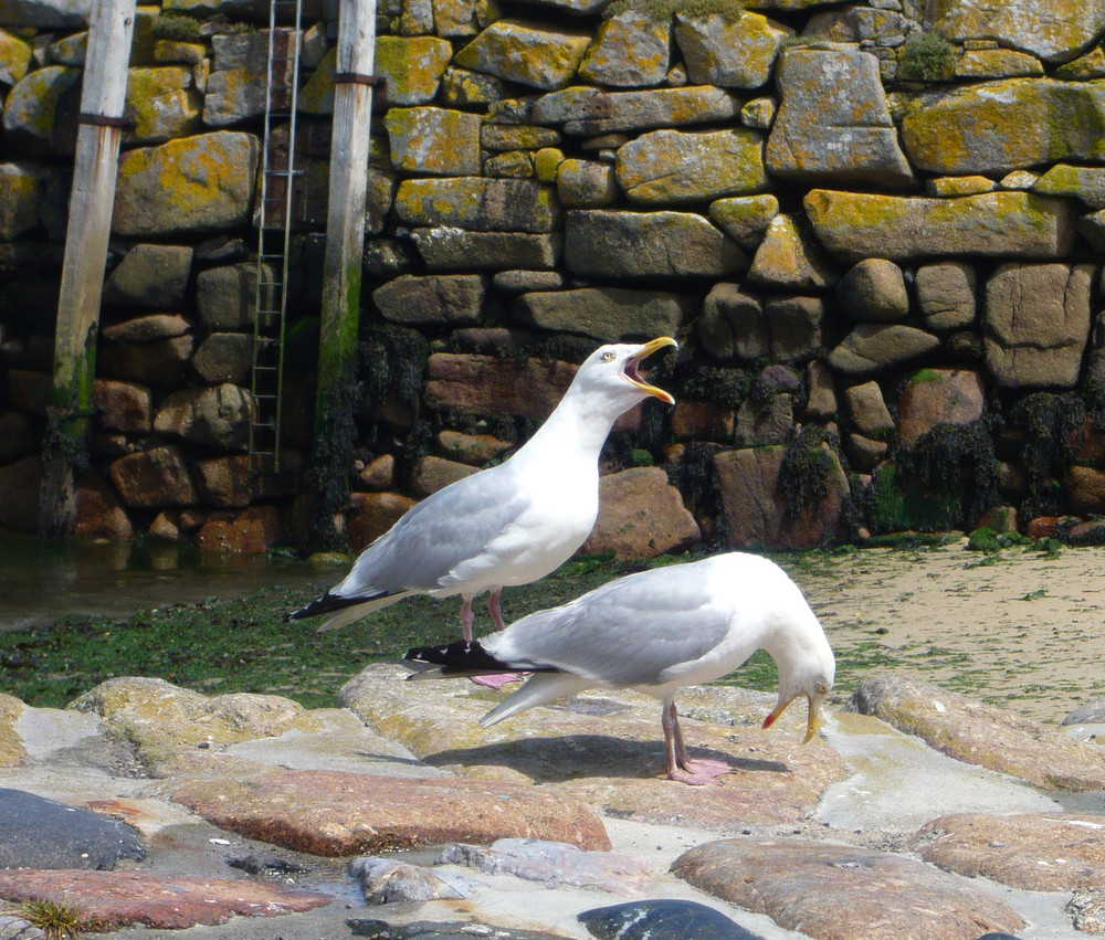 zwei Möwen im Hafen