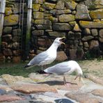 zwei Möwen im Hafen