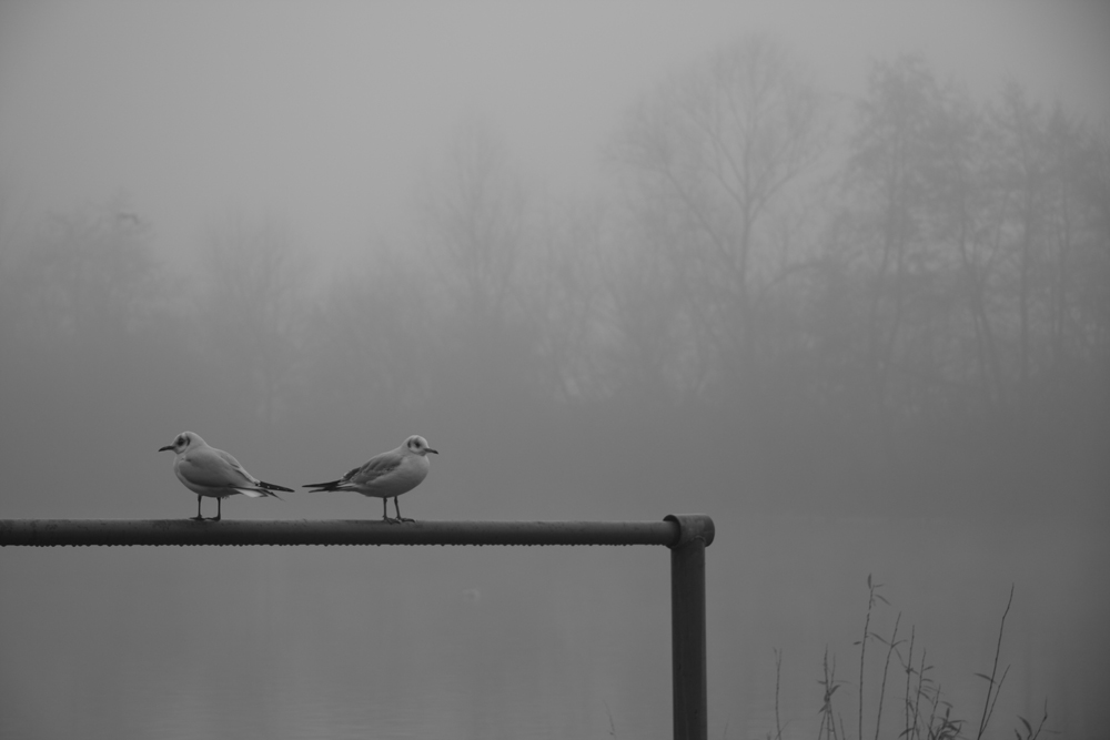 Zwei Möwen im Nebel