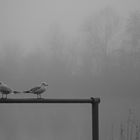 Zwei Möwen im Nebel