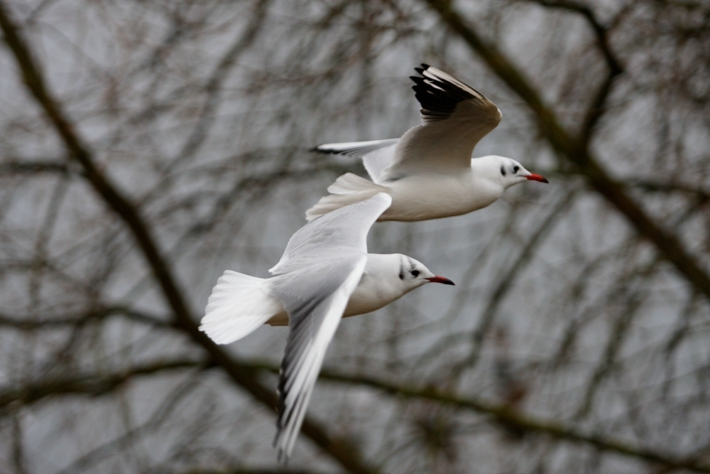 Zwei Möwen im Vorbeiflug