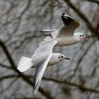 Zwei Möwen im Vorbeiflug