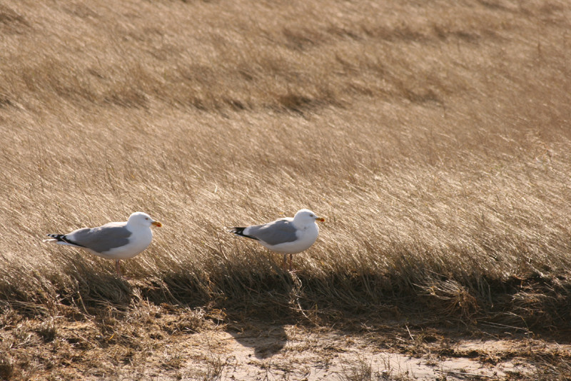 zwei möwen in den Dünen