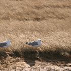 zwei möwen in den Dünen