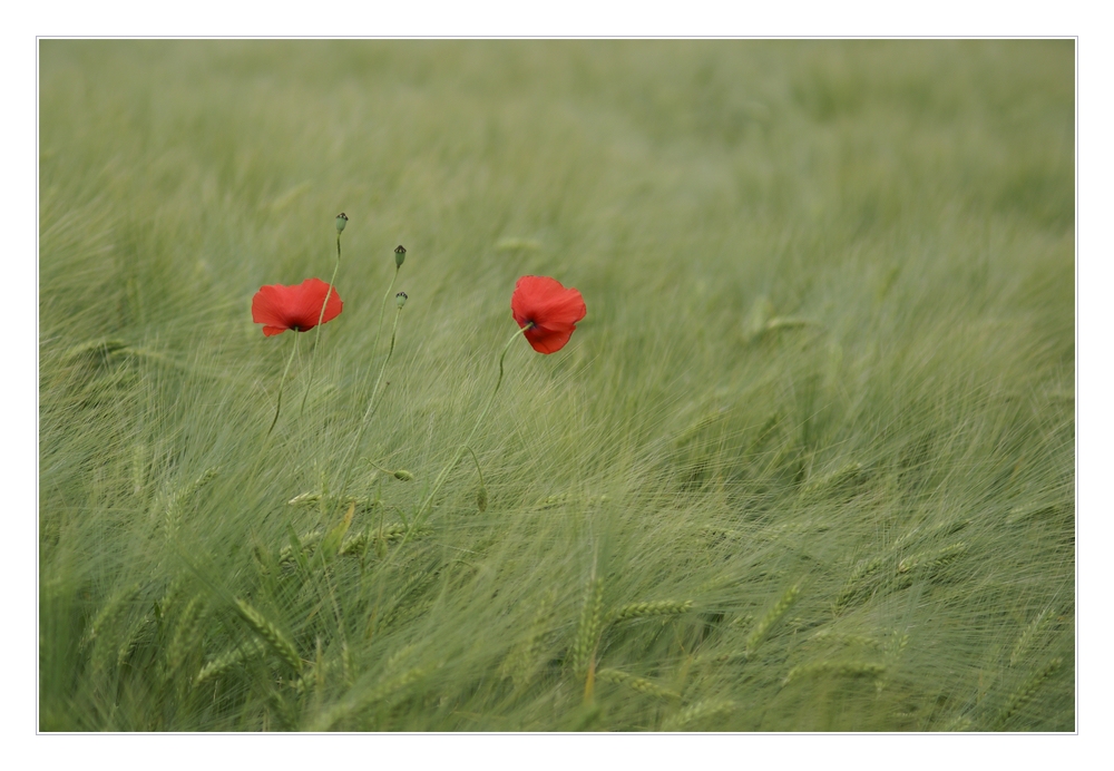 Zwei Mohn im Kornfeld