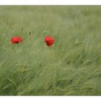 Zwei Mohn im Kornfeld