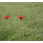 Zwei Mohn im Kornfeld