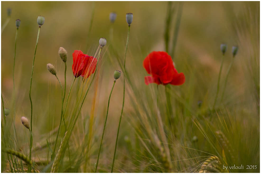 zwei Mohnblüten in der Gerste