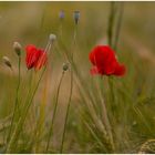 zwei Mohnblüten in der Gerste