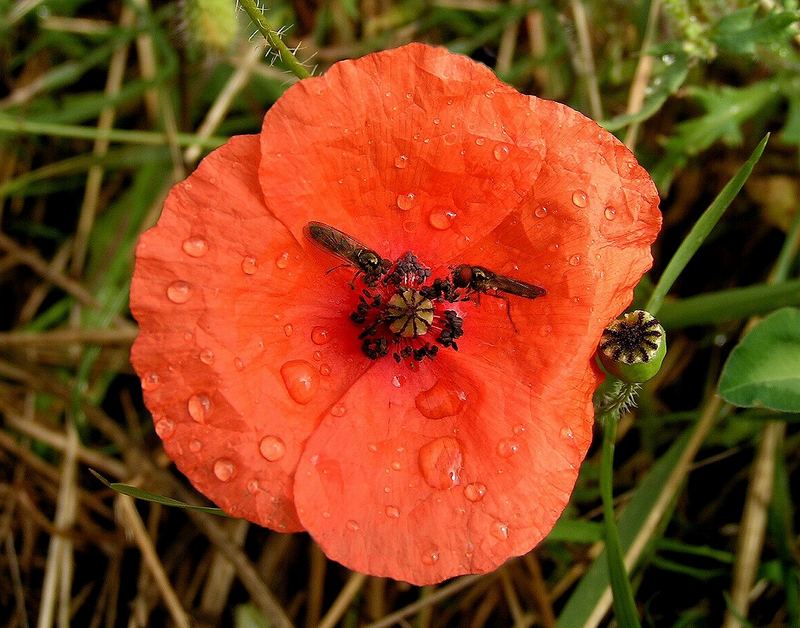 Zwei mohnsüchtige Fliegen