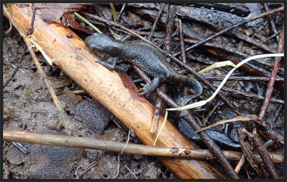 Zwei Molchis im Wald...