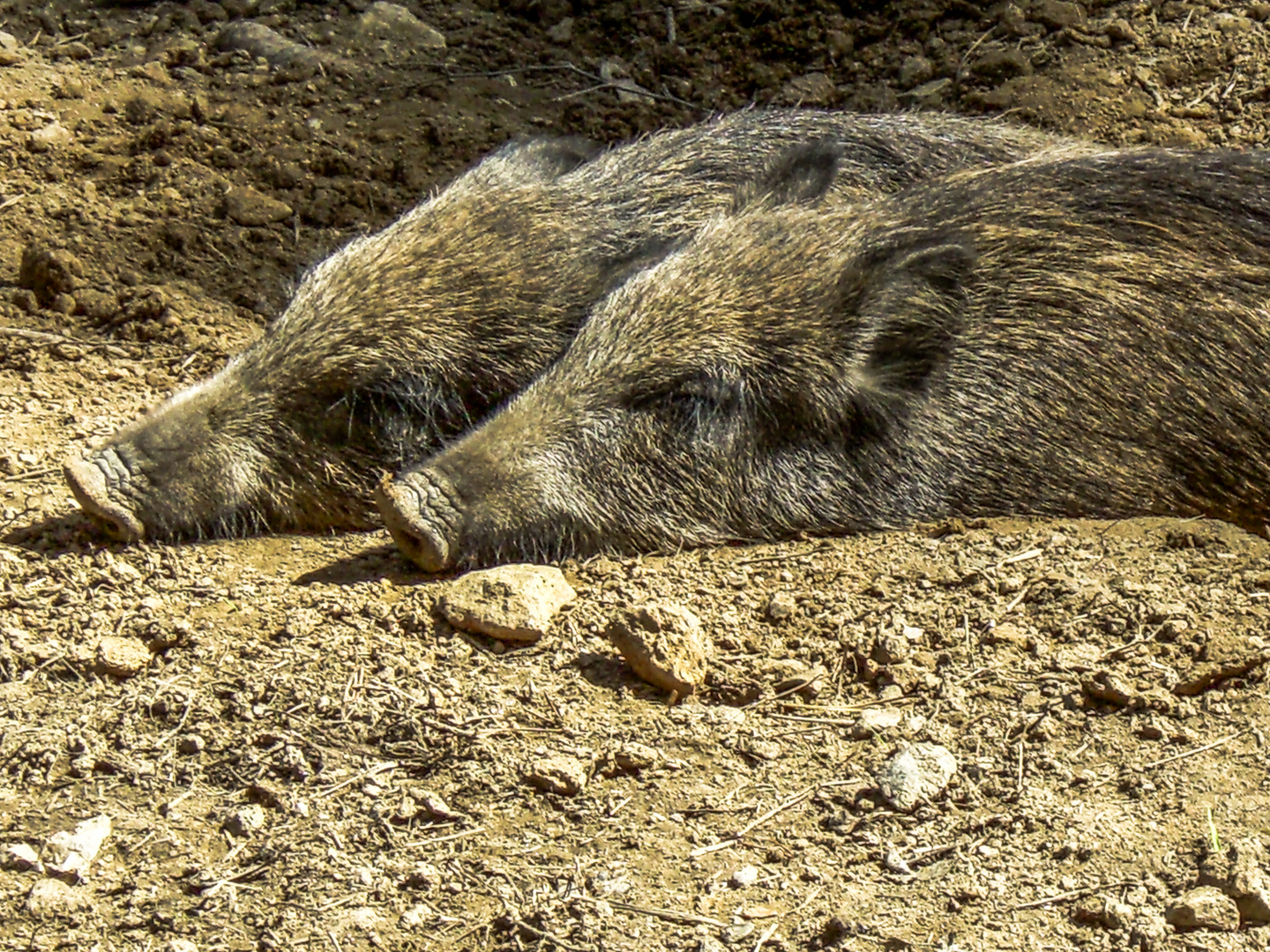 Zwei müde Schnuffeltiere gut getarnt