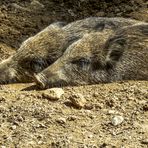 Zwei müde Schnuffeltiere gut getarnt