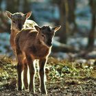 Zwei Muffellämmer abends im Gegenlicht  !