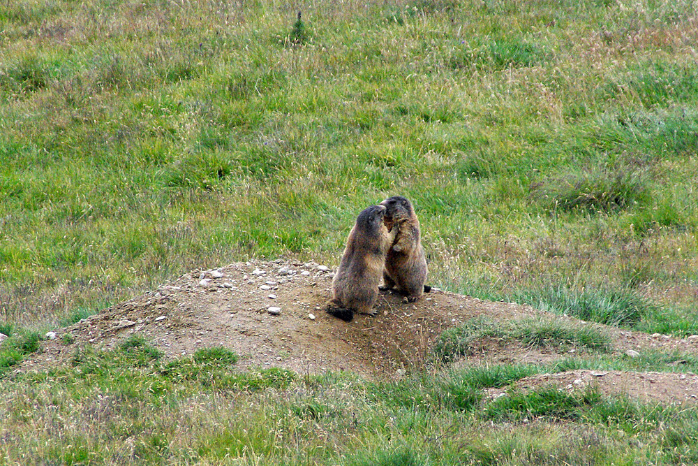 Zwei Murmeltiere in freier Wildbahn