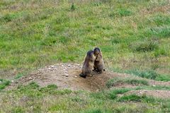 Zwei Murmeltiere in freier Wildbahn