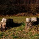 zwei natürliche Sessel in die Landschaft gestellt