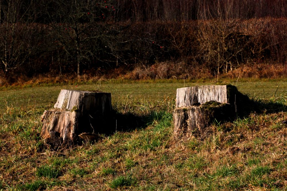zwei natürliche Sessel in die Landschaft gestellt