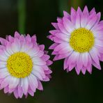 Zwei Natur-Mandalas