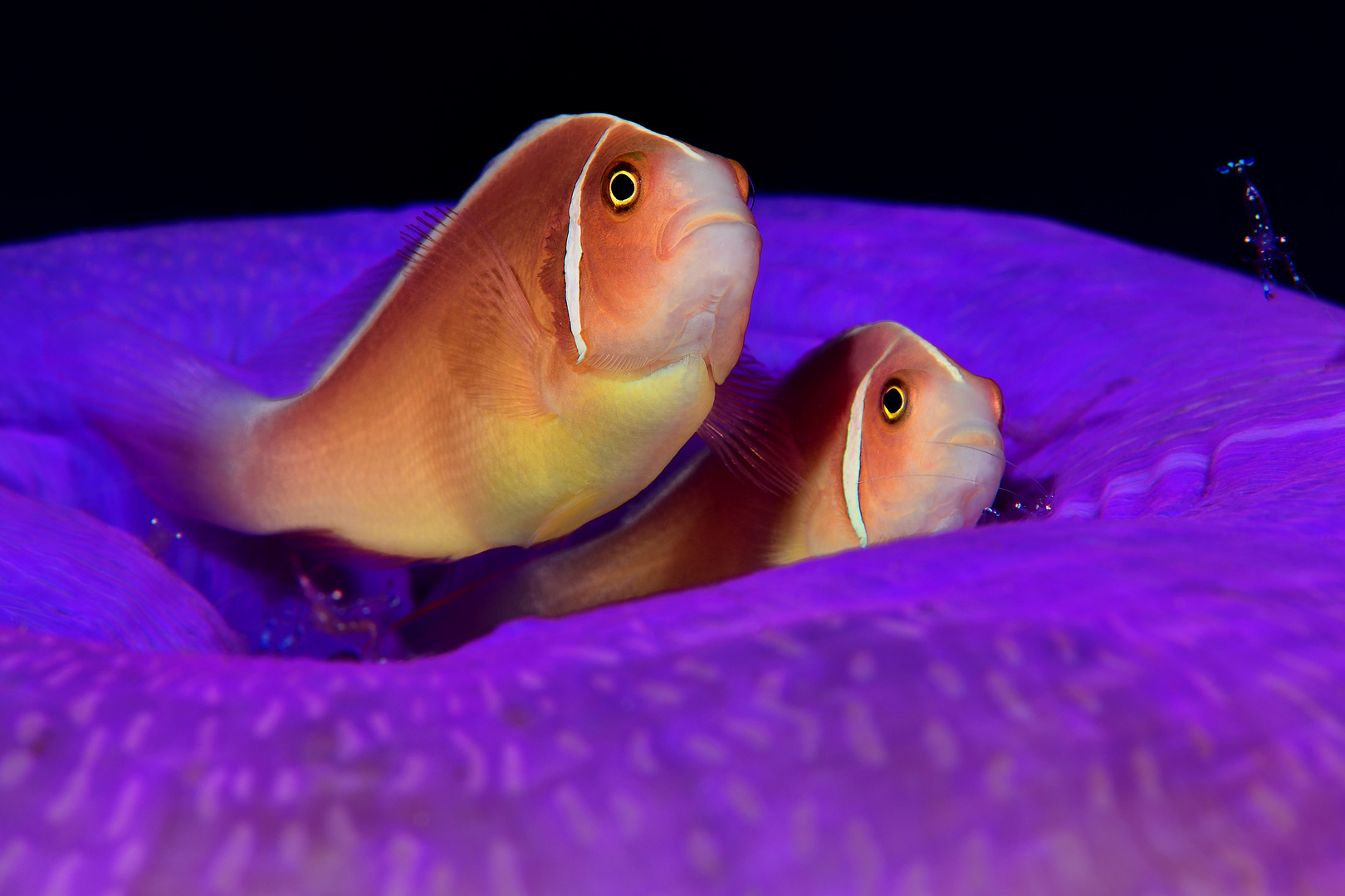 Zwei Nemos (Halsband-Anemonenfisch - Amphiprion perideraion)