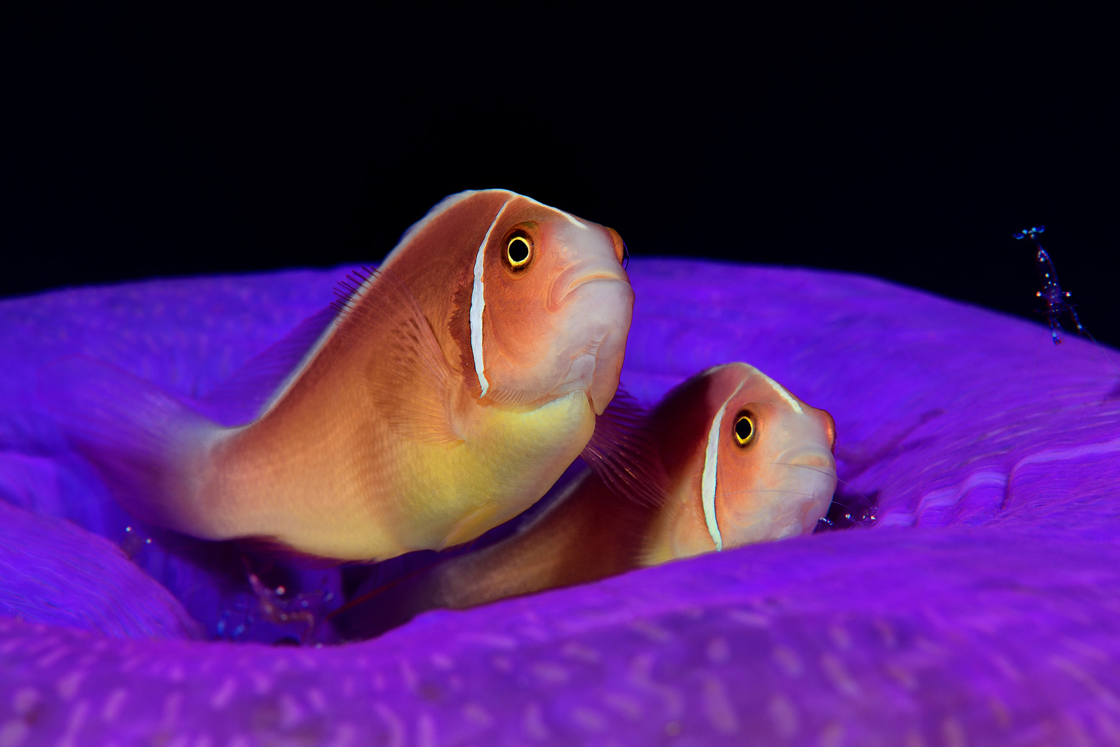 Zwei Nemos (Halsband-Anemonenfisch - Amphiprion perideraion) II