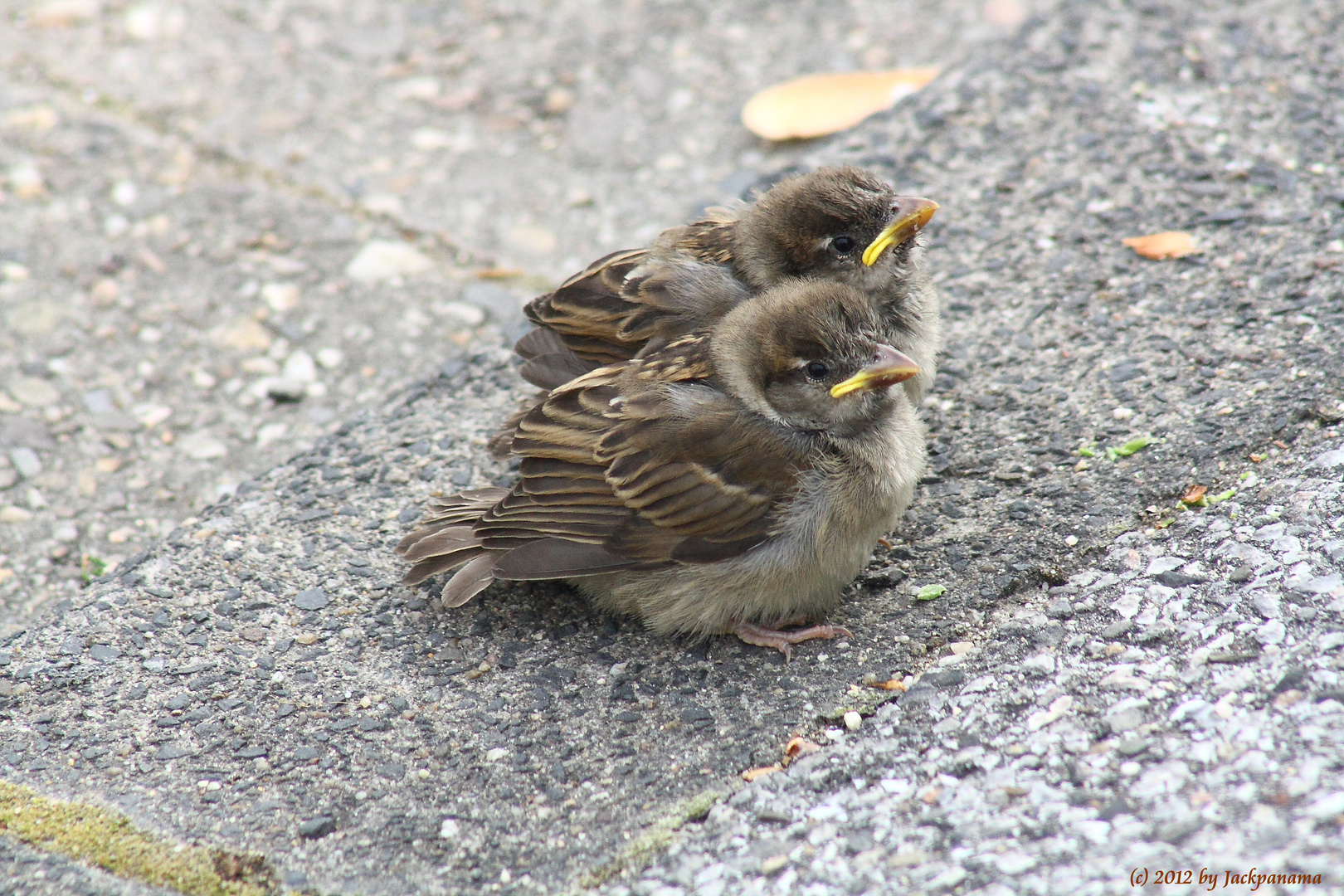 Zwei nestjunge Spatzen auf Erkundungstour Foto & Bild tiere, wildlife
