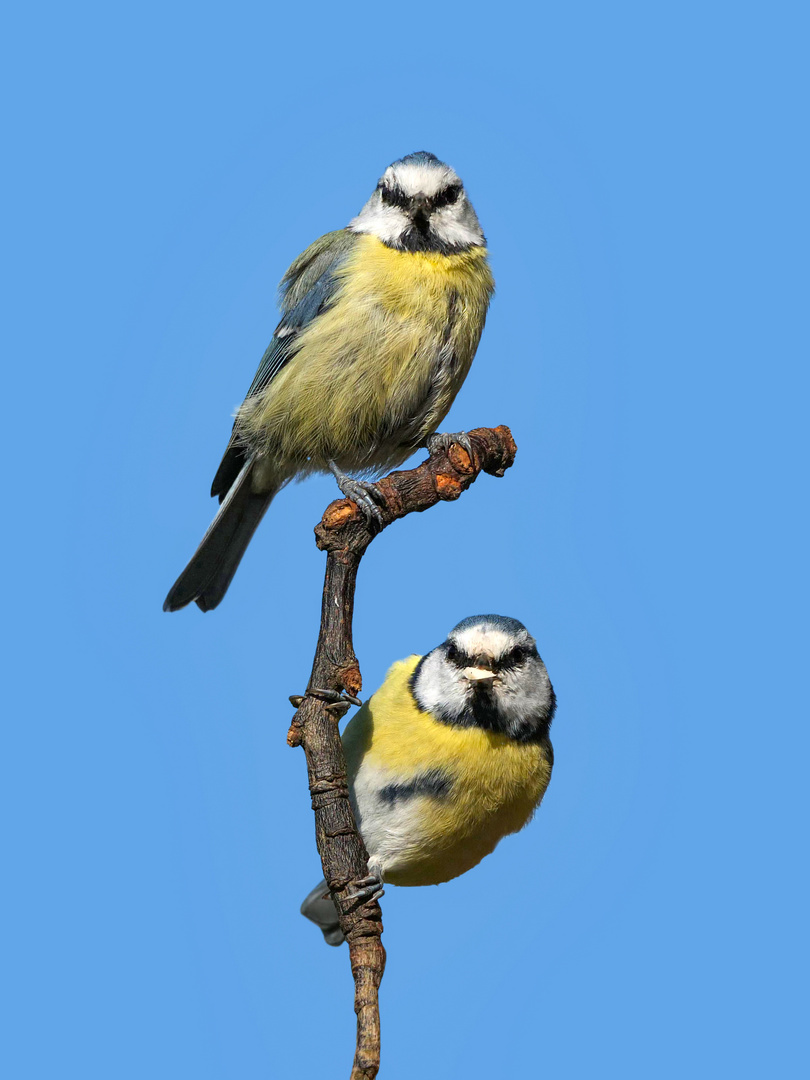 Zwei neugierige Blaumeisen